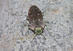 Chrysobothris octocola