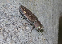 Chrysobothris octocola