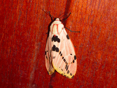 Spilosoma ericsoni