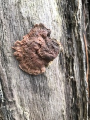 Hapalopilus rutilans