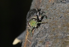 Chrysobothris octocola