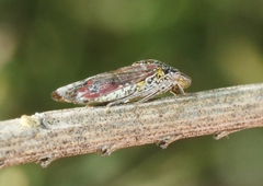 Homalodisca liturata