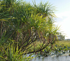 Pandanus aquaticus