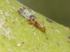Forelius pruinosus