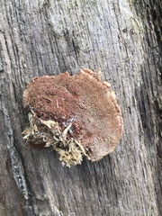 Hapalopilus rutilans