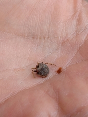 Mastophora