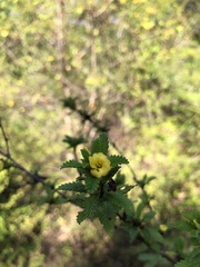 Turnera diffusa