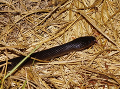 Stegonotus australis