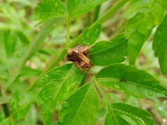 Mastophora