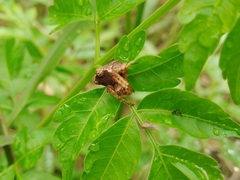 Mastophora