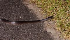 Stegonotus australis