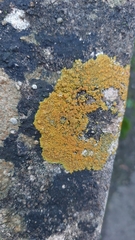 Variospora flavescens