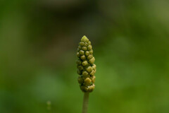 Equisetum bogotense