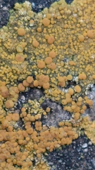 Variospora flavescens