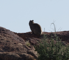Procavia capensis capensis
