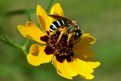 Halictus parallelus