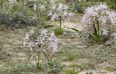 Nerine laticoma