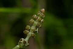 Equisetum bogotense