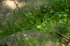 Equisetum bogotense