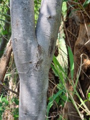 Afrocanthium mundianum