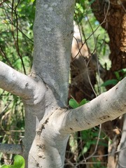 Afrocanthium mundianum