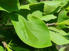 Afrocanthium mundianum