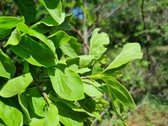 Afrocanthium mundianum