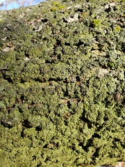 Bacidia schweinitzii