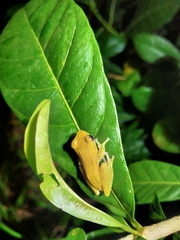 Chirixalus pantaiselatan