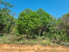 Afrocanthium mundianum