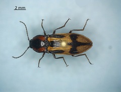 Selatosomus pulcher