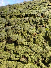 Bacidia schweinitzii