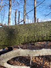 Bacidia schweinitzii