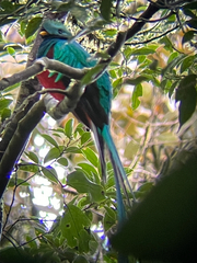 Pharomachrus mocinno