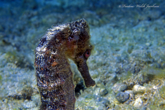 Hippocampus reidi