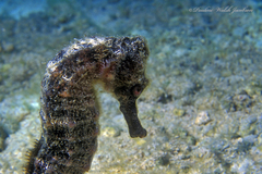 Hippocampus reidi