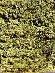 Bacidia schweinitzii