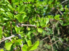 Ehretia rigida
