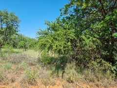 Ehretia rigida