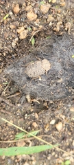 Trogidae
