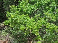 Ziziphus mucronata