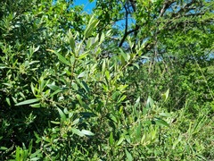 Olea europaea cuspidata