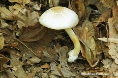 Agaricus leptocaulis