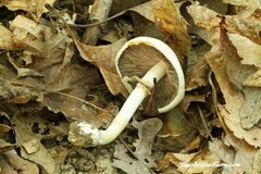 Agaricus leptocaulis