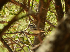 Lophospingus pusillus