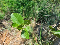 Combretum zeyheri