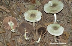 Agaricus leptocaulis