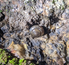 Helminthoglypta sanctaecrucis