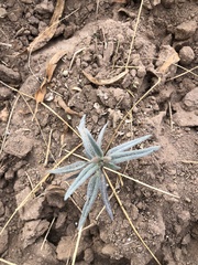 Palafoxia arida arida