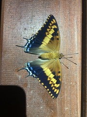 Charaxes saturnus